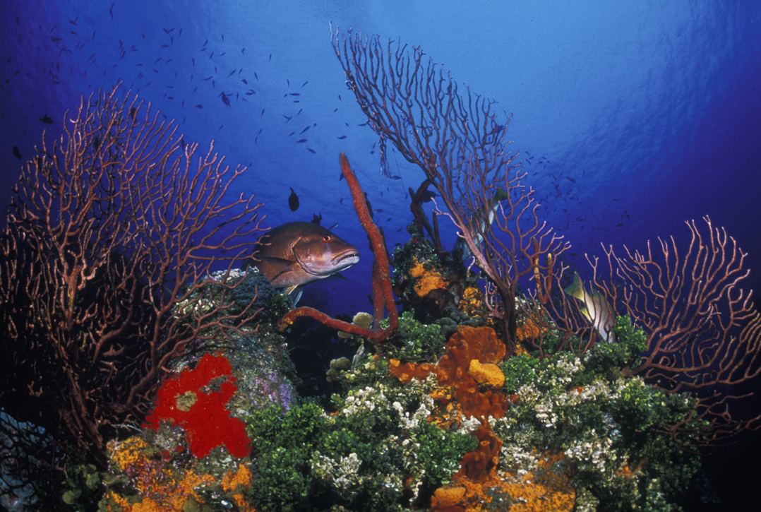 Underwater - Reef and Fish