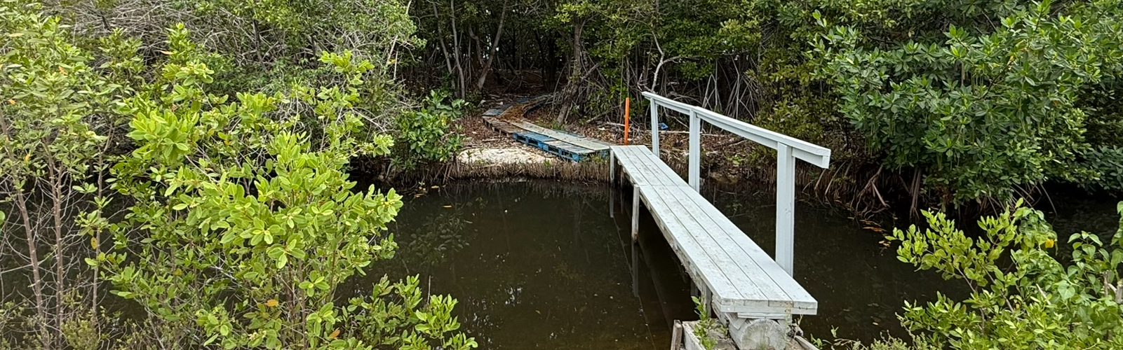 bridge over water in mangrove
